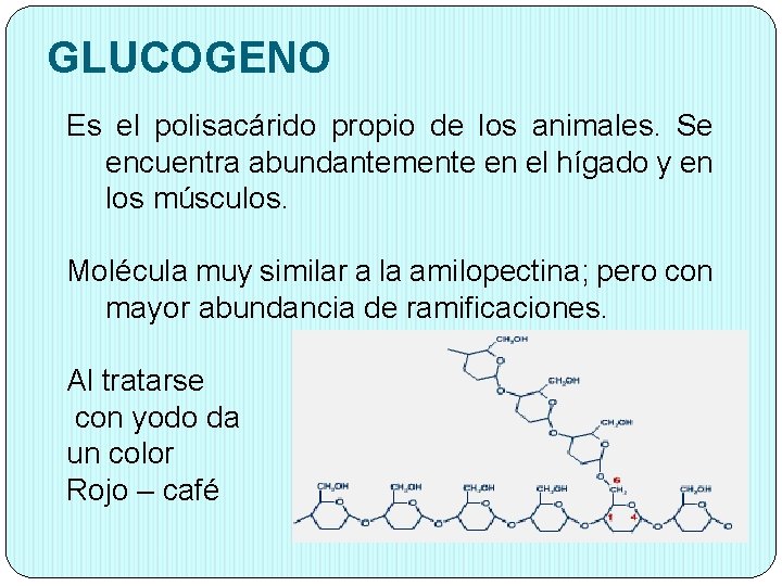 GLUCOGENO Es el polisacárido propio de los animales. Se encuentra abundantemente en el hígado