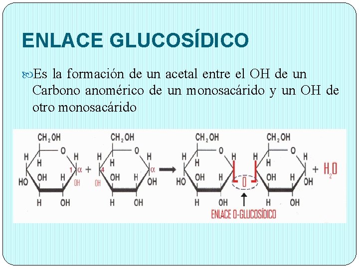 ENLACE GLUCOSÍDICO Es la formación de un acetal entre el OH de un Carbono