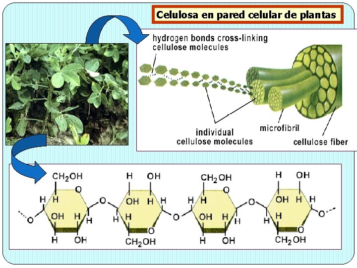 Celulosa en pared celular de plantas 