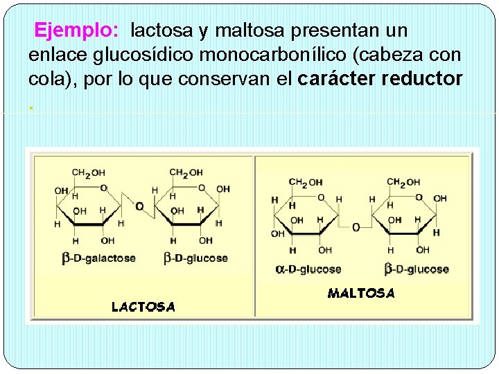 Ejemplo: lactosa y maltosa presentan un enlace glucosídico monocarbonílico (cabeza con cola), por lo