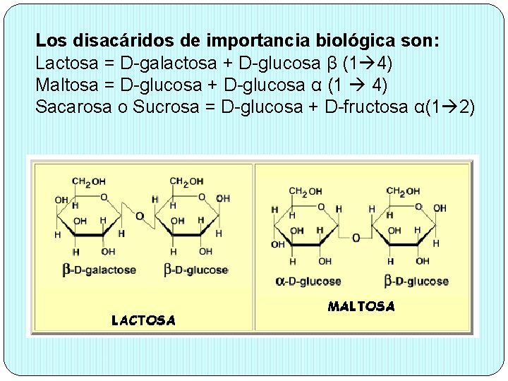 Los disacáridos de importancia biológica son: Lactosa = D-galactosa + D-glucosa β (1 4)