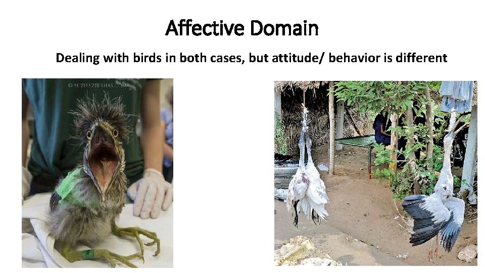 Affective Domain Dealing with birds in both cases, but attitude/ behavior is different 