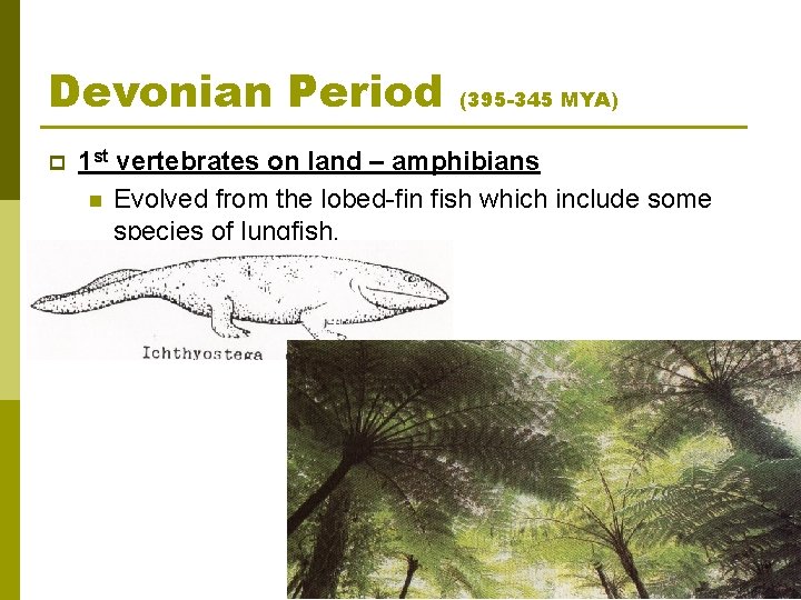 Devonian Period p (395 -345 MYA) 1 st vertebrates on land – amphibians n