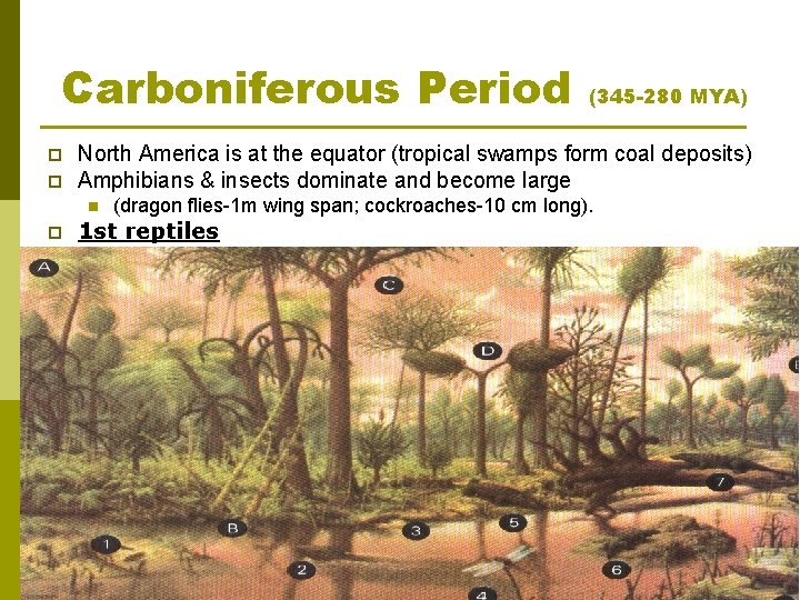 Carboniferous Period p p North America is at the equator (tropical swamps form coal