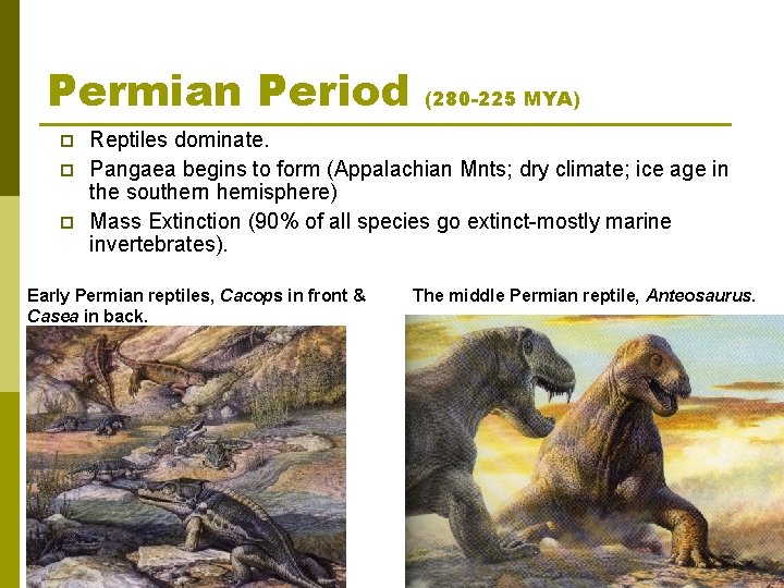 Permian Period p p p (280 -225 MYA) Reptiles dominate. Pangaea begins to form