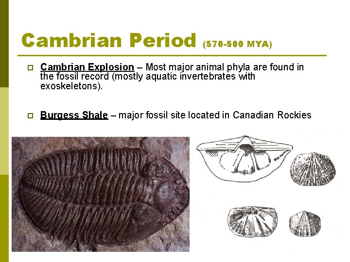 Cambrian Period (570 -500 MYA) p Cambrian Explosion – Most major animal phyla are