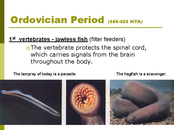 Ordovician Period (500 -435 MYA) 1 st vertebrates - jawless fish (filter feeders) p