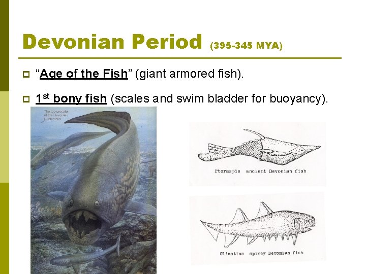 Devonian Period (395 -345 MYA) p “Age of the Fish” (giant armored fish). p