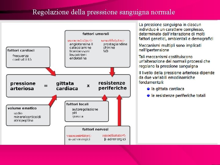 Regolazione della presssione sanguigna normale 