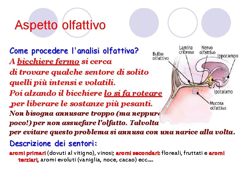 Aspetto olfattivo Come procedere l'analisi olfattiva? A bicchiere fermo si cerca di trovare qualche