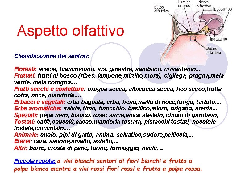 Aspetto olfattivo Classificazione dei sentori: Floreali: acacia, biancospino, iris, ginestra, sambuco, crisantemo. . Fruttati: