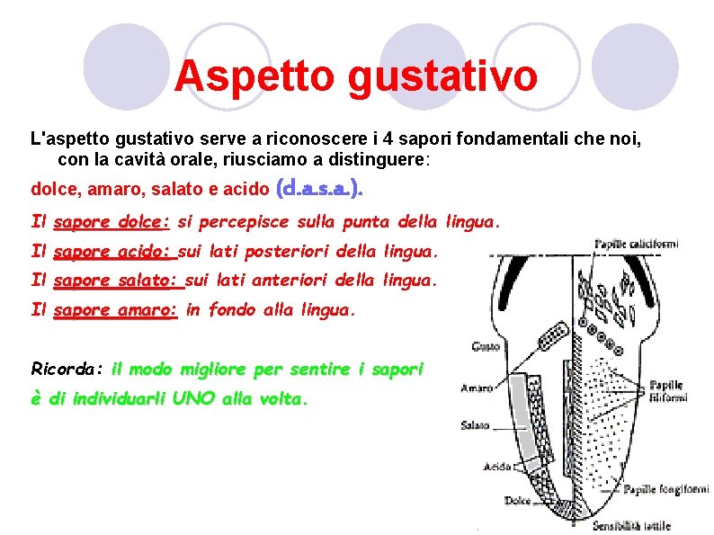 Aspetto gustativo L'aspetto gustativo serve a riconoscere i 4 sapori fondamentali che noi, con