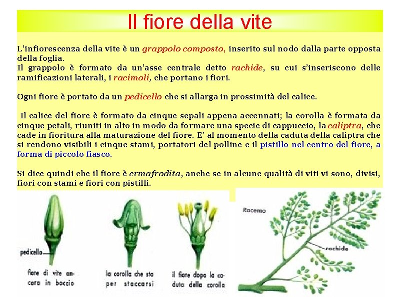 Il fiore della vite L’infiorescenza della vite è un grappolo composto, inserito sul nodo