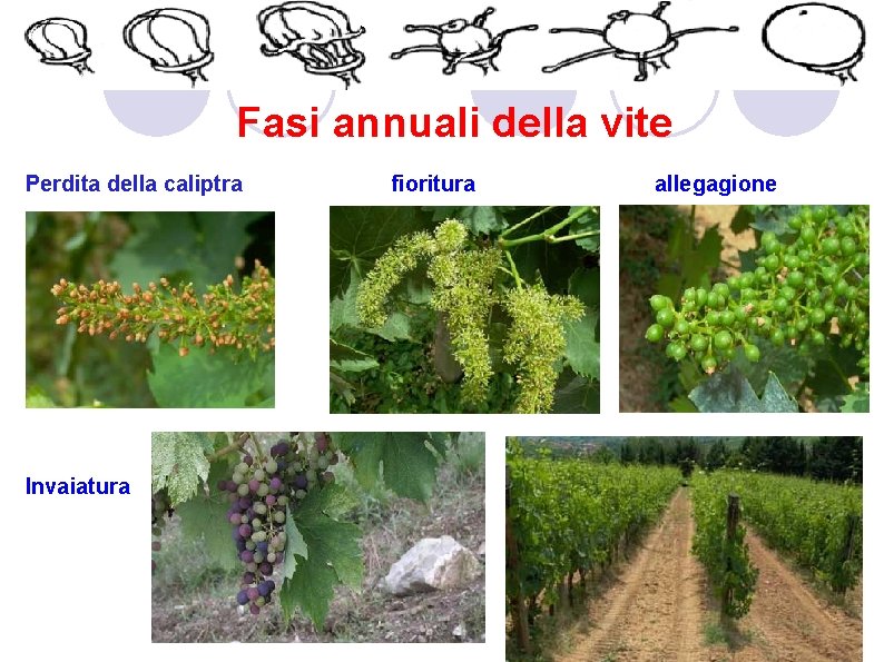 Fasi annuali della vite Perdita della caliptra Invaiatura fioritura allegagione 