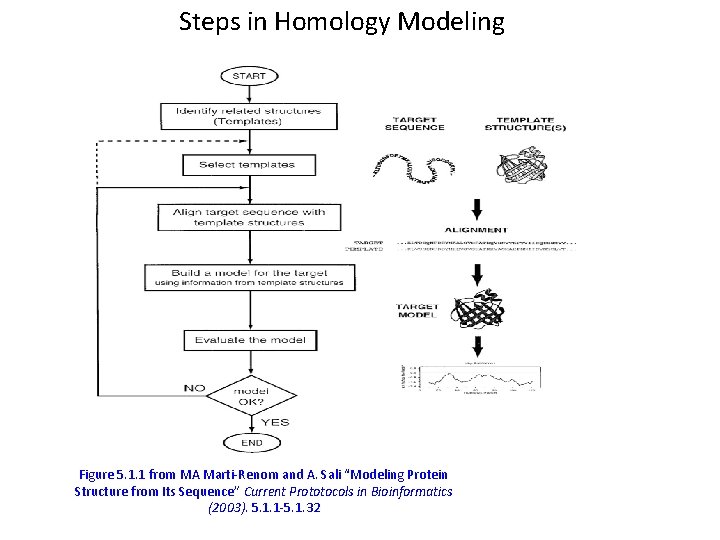 Steps in Homology Modeling Figure 5. 1. 1 from MA Marti-Renom and A. Sali