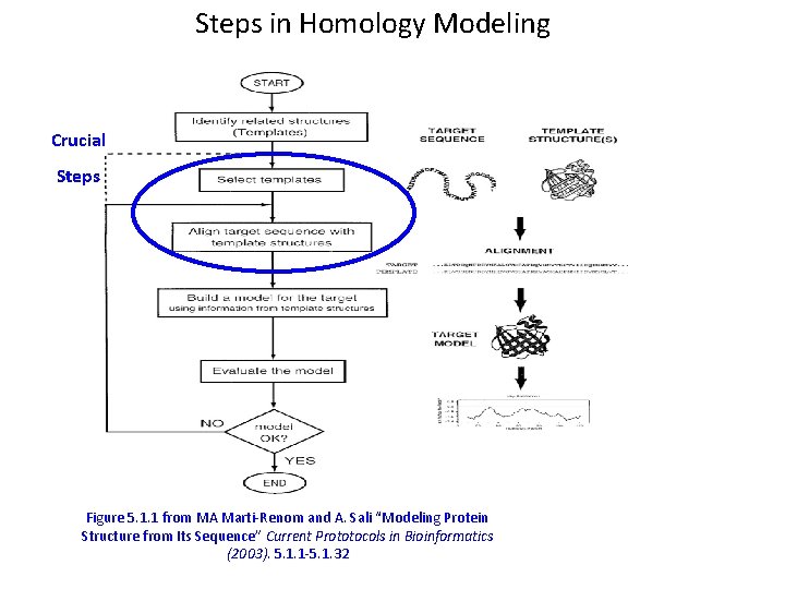 Steps in Homology Modeling Crucial Steps Figure 5. 1. 1 from MA Marti-Renom and