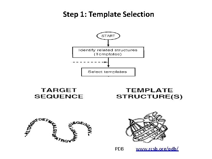 Step 1: Template Selection PDB www. rcsb. org/pdb/ 