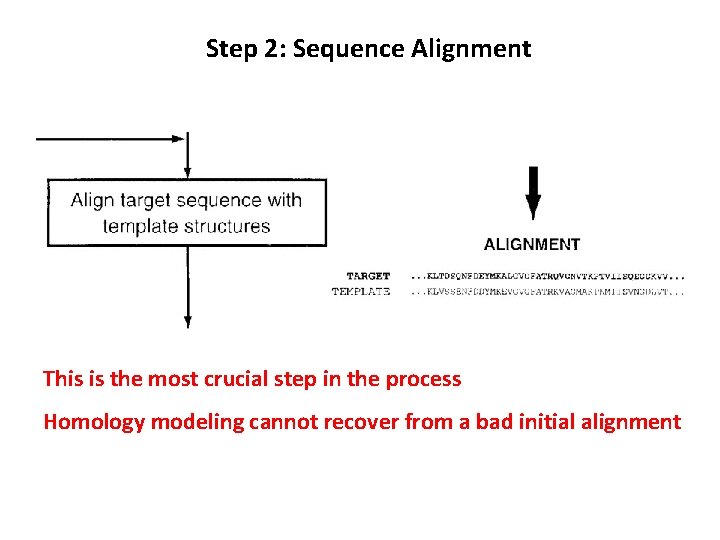 Step 2: Sequence Alignment This is the most crucial step in the process Homology