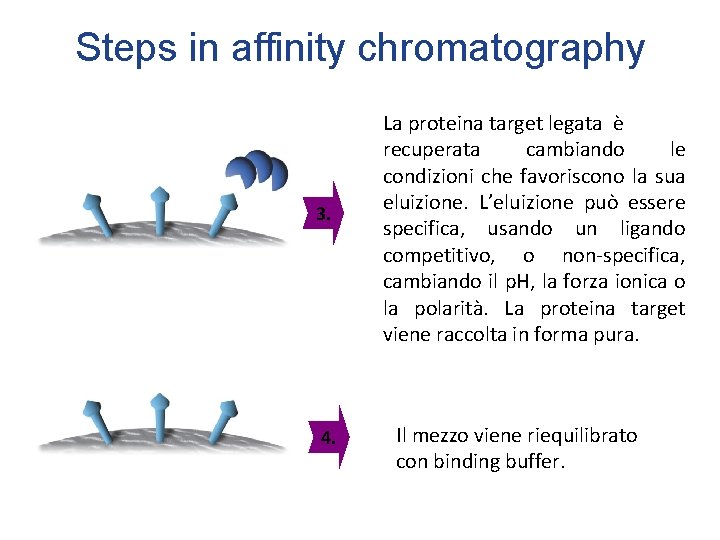 Steps in affinity chromatography 3. 4. La proteina target legata è recuperata cambiando le