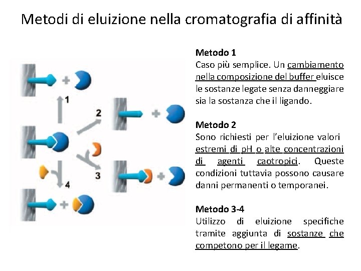 Metodi di eluizione nella cromatografia di affinità Metodo 1 Caso più semplice. Un cambiamento