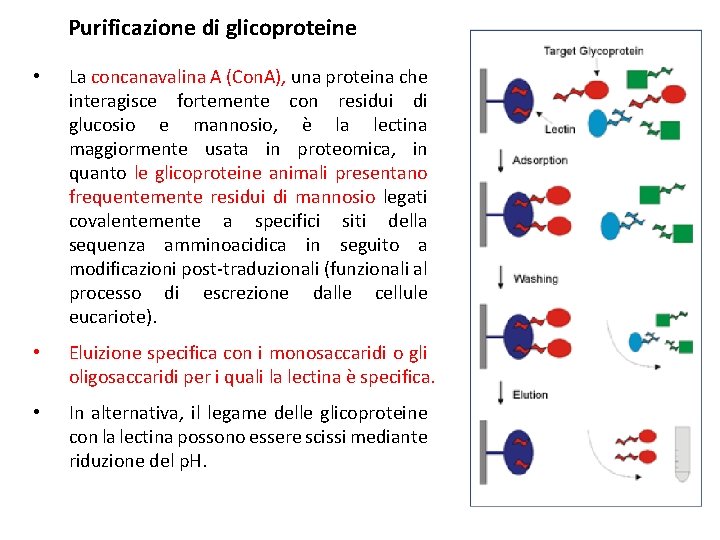 Purificazione di glicoproteine • La concanavalina A (Con. A), una proteina che interagisce fortemente