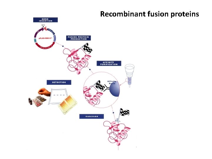 Recombinant fusion proteins 