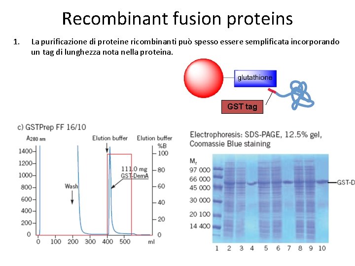 Recombinant fusion proteins 1. La purificazione di proteine ricombinanti può spesso essere semplificata incorporando