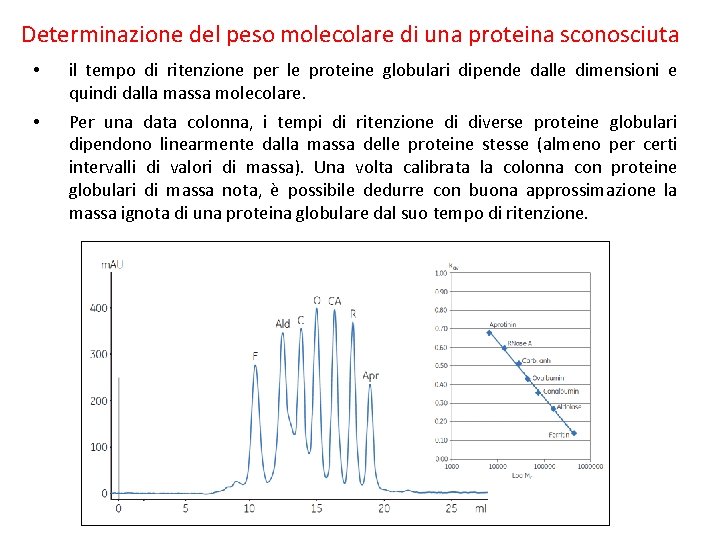 Determinazione del peso molecolare di una proteina sconosciuta • il tempo di ritenzione per