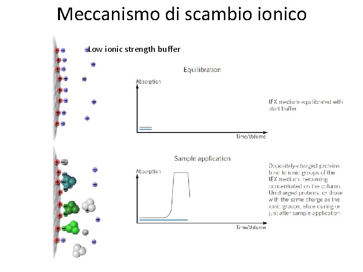 Meccanismo di scambio ionico Low ionic strength buffer 
