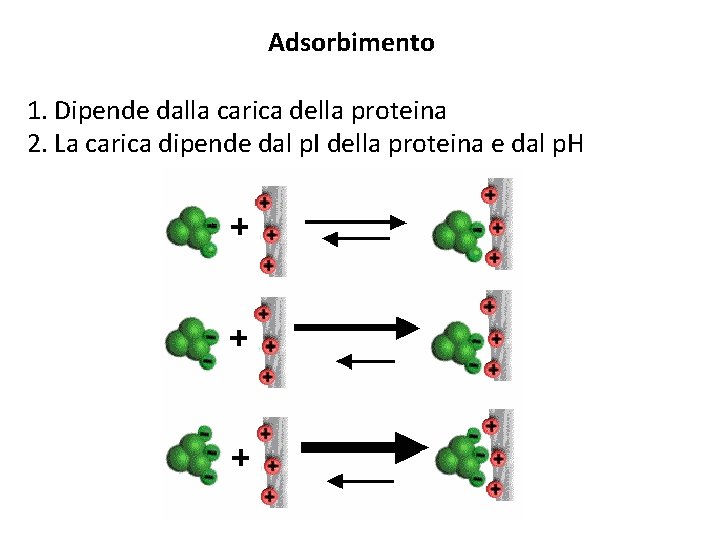 Adsorbimento 1. Dipende dalla carica della proteina 2. La carica dipende dal p. I