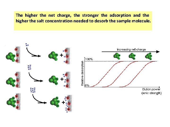 The higher the net charge, the stronger the adsorption and the higher the salt