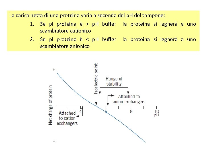 La carica netta di una proteina varia a seconda del p. H del tampone: