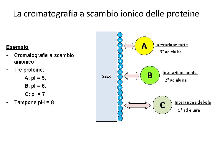 La cromatografia a scambio ionico delle proteine Esempio • Cromatografia a scambio anionico •
