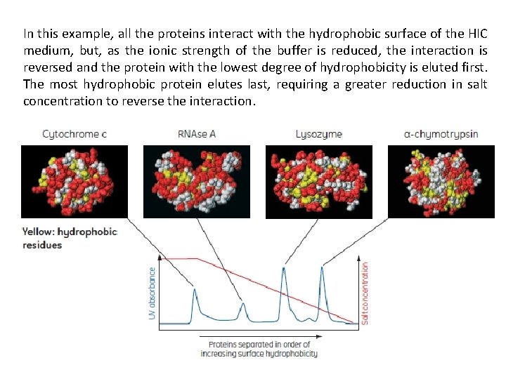 In this example, all the proteins interact with the hydrophobic surface of the HIC