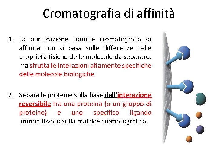 Cromatografia di affinità 1. La purificazione tramite cromatografia di affinità non si basa sulle