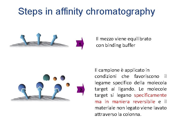 Steps in affinity chromatography 1. 2. Il mezzo viene equilibrato con binding buffer Il