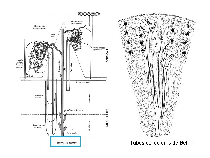 Tubes collecteurs de Bellini 