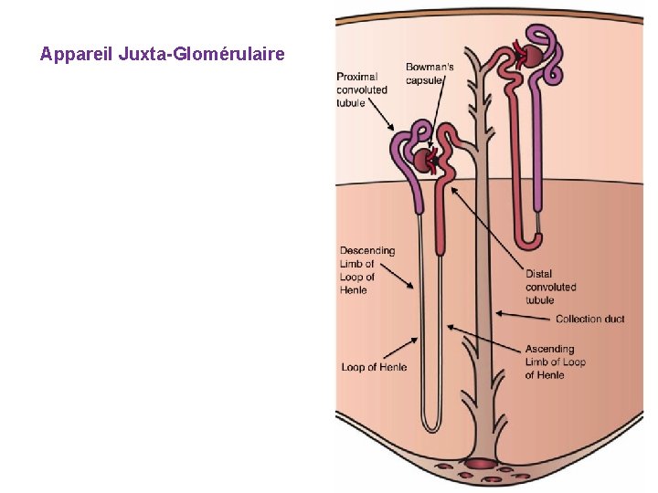 Appareil Juxta-Glomérulaire 