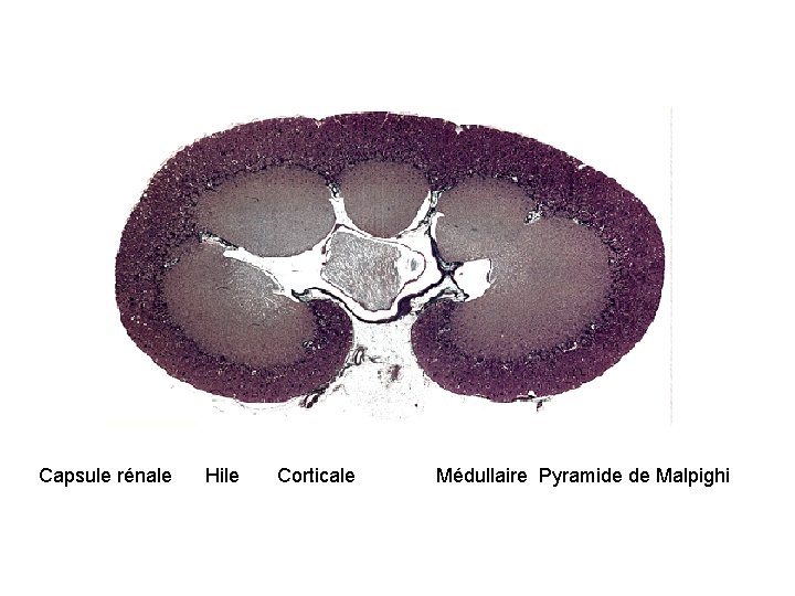 Capsule rénale Hile Corticale Médullaire Pyramide de Malpighi 