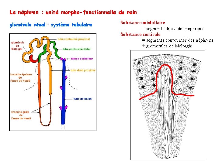 Le néphron : unité morpho-fonctionnelle du rein glomérule rénal + système tubulaire Substance médullaire