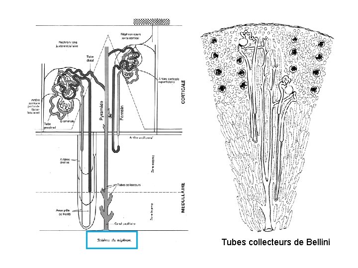 Tubes collecteurs de Bellini 