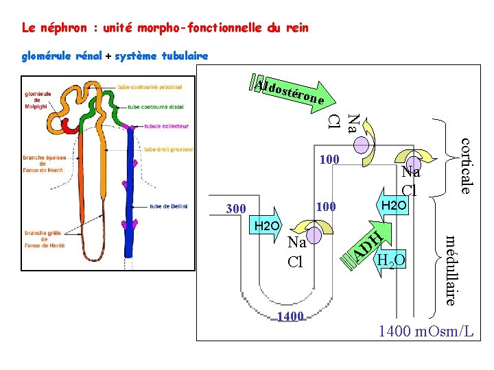 Le néphron : unité morpho-fonctionnelle du rein glomérule rénal + système tubulaire Aldos téron