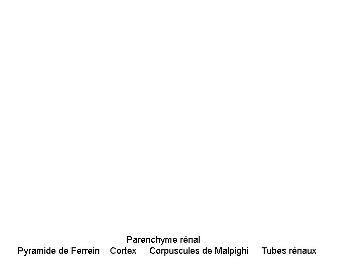 Parenchyme rénal Pyramide de Ferrein Cortex Corpuscules de Malpighi Tubes rénaux 