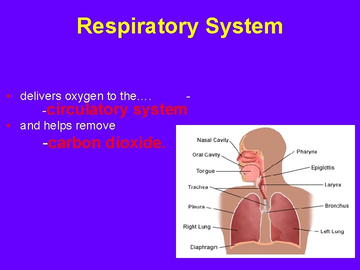 Respiratory System • delivers oxygen to the…. -circulatory system • and helps remove -carbon