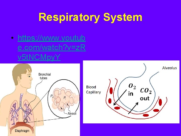 Respiratory System • https: //www. youtub e. com/watch? v=z. R v 5 t. NCMpy.