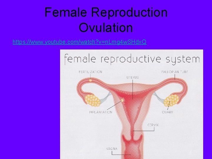 Female Reproduction Ovulation https: //www. youtube. com/watch? v=n. Lmg 4 w. SHdx. Q 