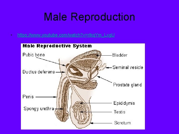 Male Reproduction • https: //www. youtube. com/watch? v=rlkq. Ym_Lxg. U 