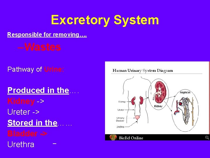 Excretory System Responsible for removing…. – Wastes Pathway of Urine: Produced in the…. Kidney