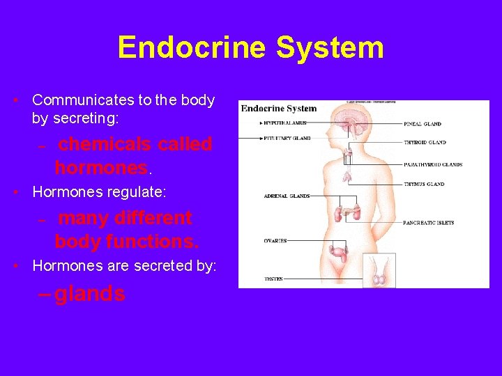 Endocrine System • Communicates to the body by secreting: – chemicals called hormones. •