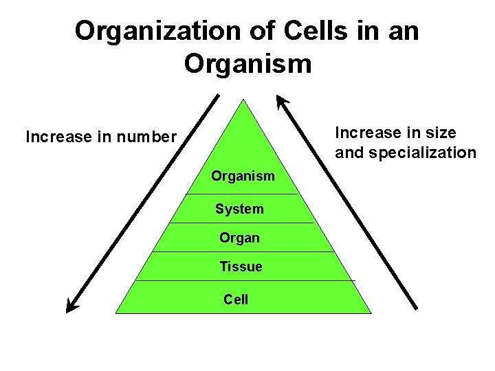 Organization of Cells in an Organism Increase in size and specialization Increase in number